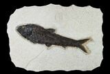 Fossil Fish (Knightia) From Wyoming - Huge For Species #163428-1